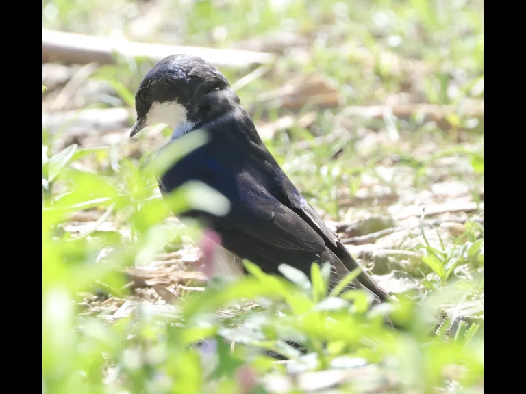 A tree swallow at Grist Mill Pond in Sudbury, photographed by Steve Forman.