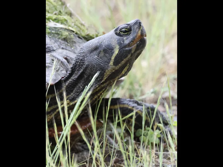 A painted turtle at Hager Pond in Marlborough, photographed by Steve Forman.