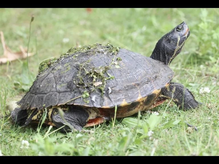 A painted turtle at Hager Pond in Marlborough, photographed by Steve Forman.