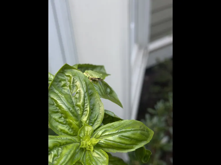 A Gray Tree Frog in Wayland, photographed by Michelle Vanslette.