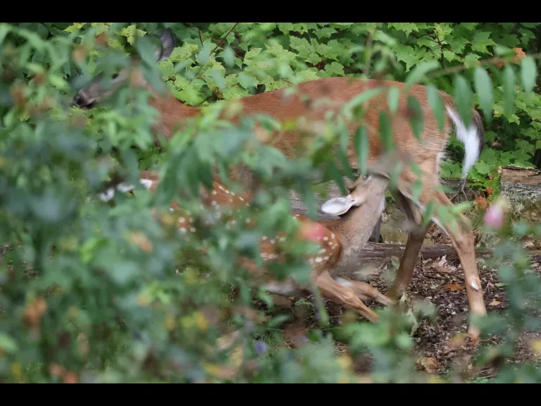 A White-tailed Deer and fawn in Sudbury, photographed by Stephen Capistron.