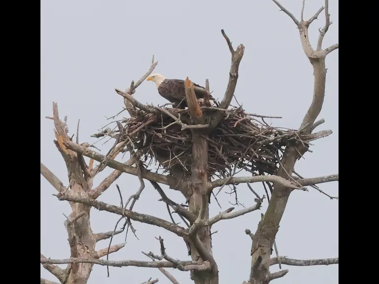 A Bald Eagle at the Sudbury Reservoir in Southborough, photographed by Steve Forman.A Bald Eagle at the Sudbury Reservoir in Southborough, photographed by Steve Forman.