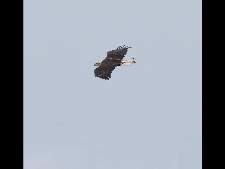 A Bald Eagle at Bartlett Pond in Northborough, photographed by Steve Forman.