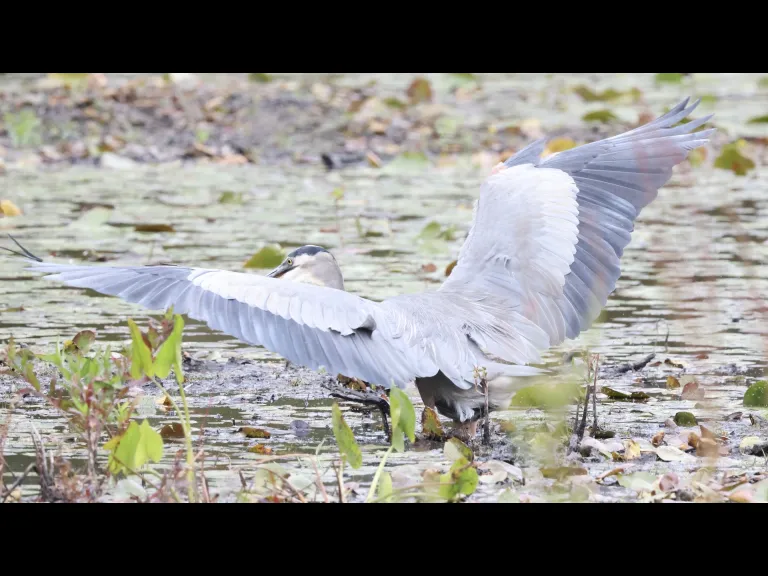 A Great Blue Heron at Bartlett Pond in Northborough, photographed by Steve Forman.