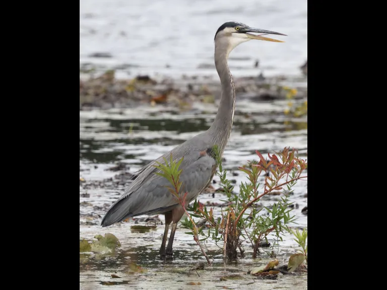 A Great Blue Heron at Bartlett Pond in Northborough, photographed by Steve Forman.