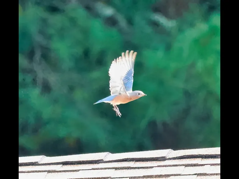An eastern bluebird at Hopkinton State Park in Hopkinton, photographed by Steve Forman.