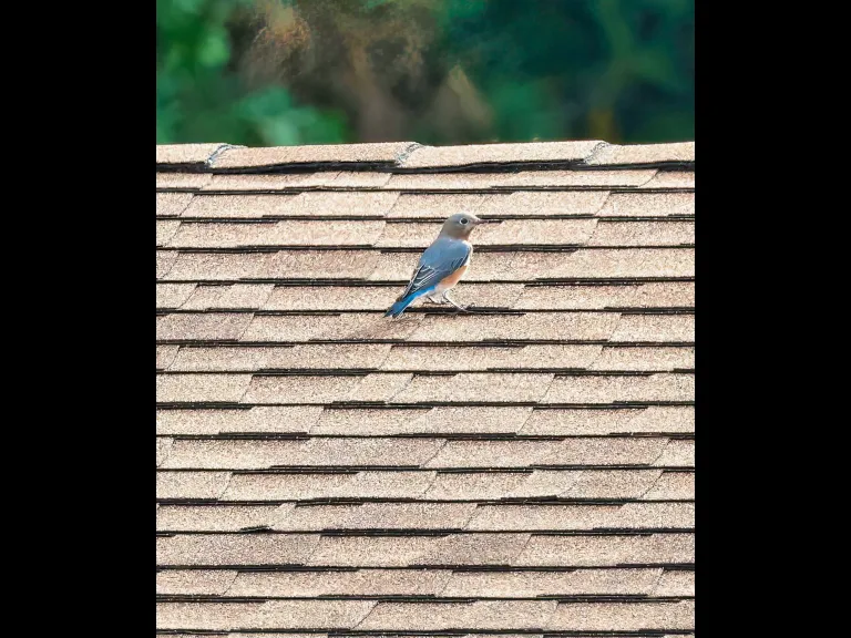 An eastern bluebird at Hopkinton State Park in Hopkinton, photographed by Steve Forman.