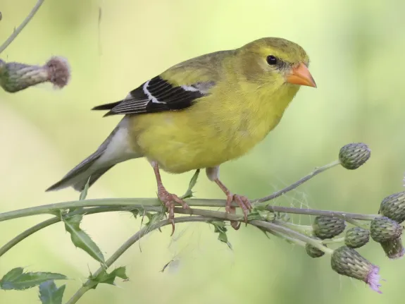 An American goldfinch at Breakneck Hill Conservation Land in Southborough, photographed by Steve Forman.