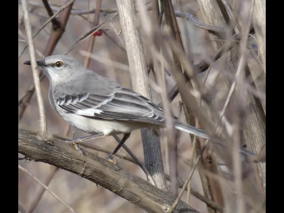 A northern mockingbird in Natick, photographed by Sharon Tentarelli.
