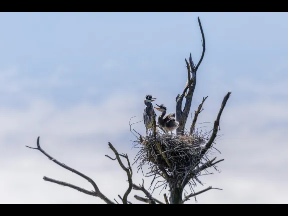 Great blue herons in a nest at Horse Meadows Knoll in Harvard, photographed by Raj Das.