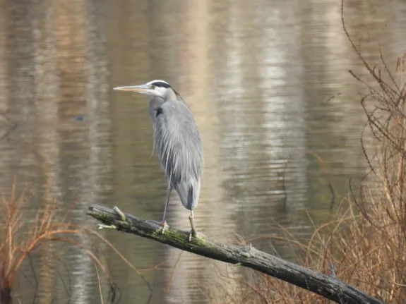 A great blue heron on the Sudbury River in Framingham, photographed by Tom Schneider.