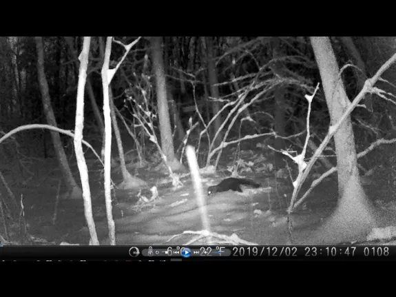 A fisher at Cedar Swamp in Westborough, photographed with an automatically triggered wildlife camera by Steve Leo.