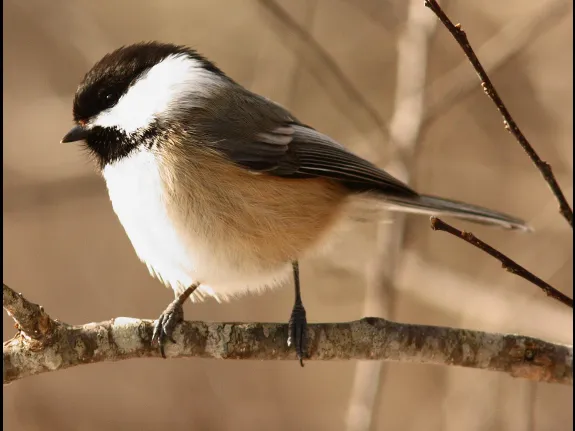 A black-capped chickadee at Assabet River National Wildlife Refuge, photographed by Dan Trippe.