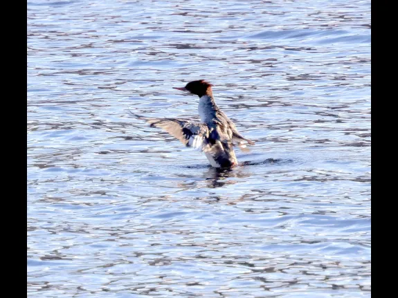 A common merganser at the Sudbury Reservoir in Southborough, photographed by Steve Forman.