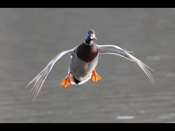 A mallard at Hager Pond in Marlborough, photographed by Steve Forman.