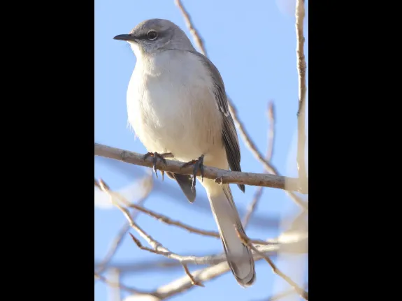 A northern mockingbird at Breakneck Hill Conservation Land in Southborough, photographed by Steve Forman.
