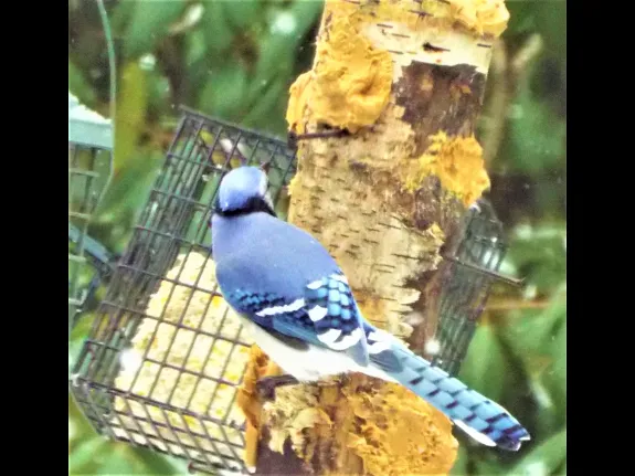 A blue jay in Harvard, photographed by Robin Right.