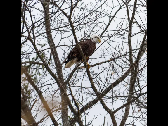 A bald eagle at Mill Pond in Maynard, photographed by Dany Pelletier.