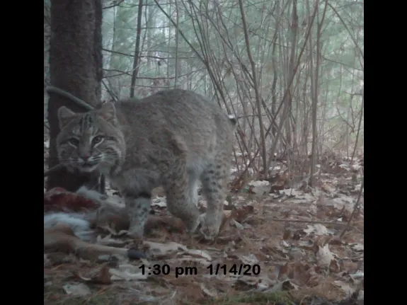 A bobcat in Berlin, photographed with an automatically triggered wildlife camera by Walter Bickford.