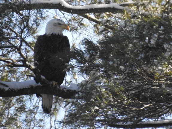 A bald eagle along the Sudbury River in Framingham, photographed by Thomas Schneider.
