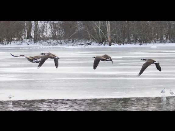Canada geese at Hager Pond in Marlborough, photographed by Steve Forman. Canada geese at Hager Pond in Marlborough, photographed by Steve Forman.