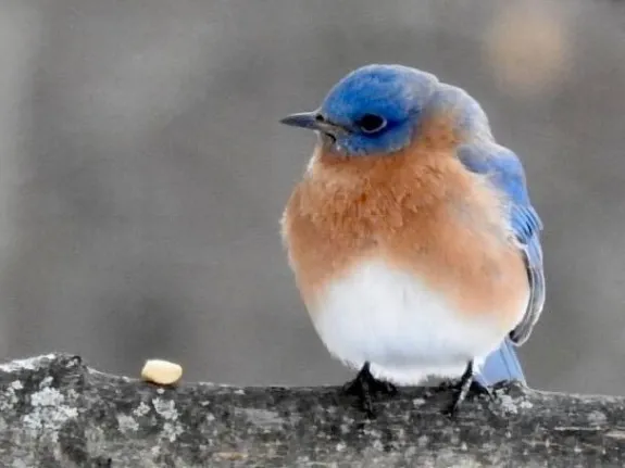 An eastern bluebird in Framingham, photographed by Katharine Becker.