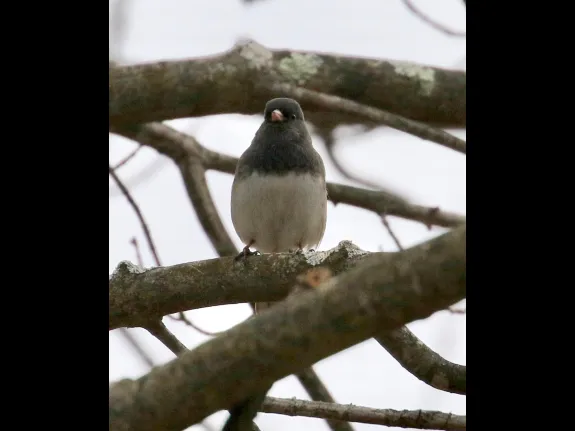 A dark-eyed junco at Breakneck Hill Conservation Land in Southborough, photographed by Steve Forman.
