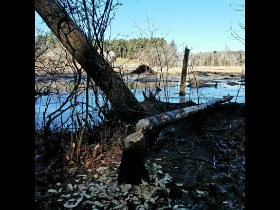 Signs of beavers at SVT's Lyons-Cutler Reservation in Sudbury, photographed by Alice Howe.