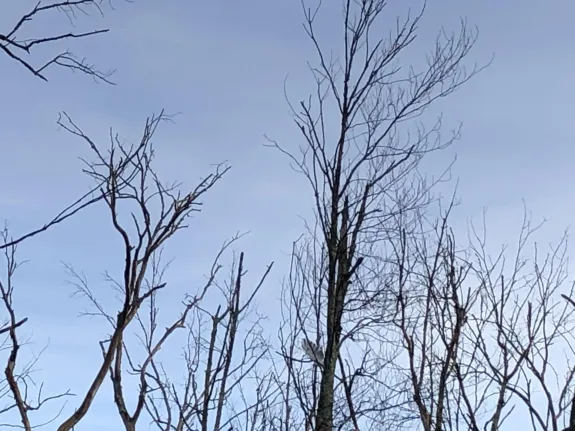A leucistic red-tailed hawk in Southborough, photographed by Rebecca Watters.