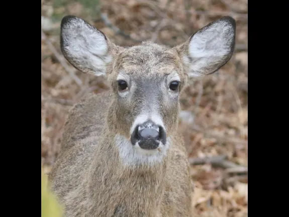 A white-tailed deer in Framingham, photographed by Steve Forman.