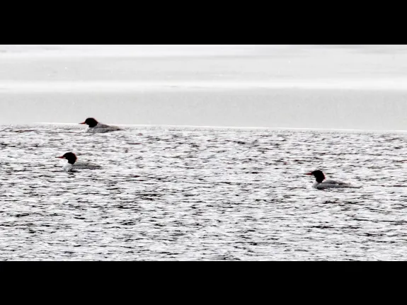 Common mergansers on the Sudbury Reservoir in Southborough, photographed by Steve Forman.