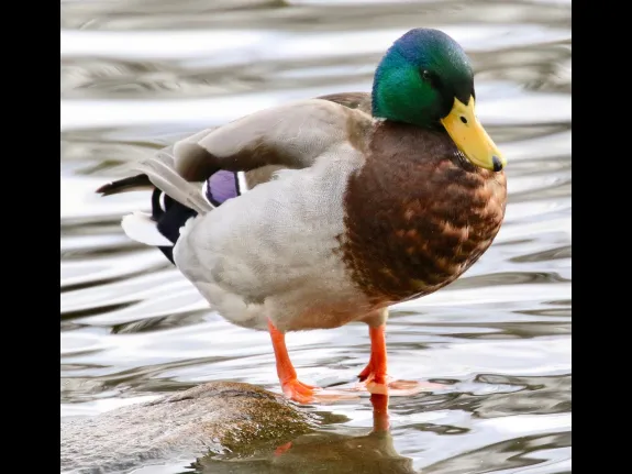 A mallard at Hager Pond in Marlborough, photographed by Steve Forman.