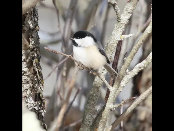 A black-capped chickadee at Breakneck Hill Conservation Land in Southborough, photographed by Steve Forman.