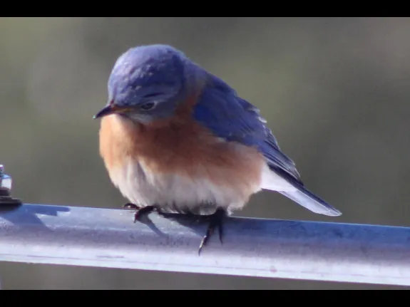An eastern bluebird in Berlin.