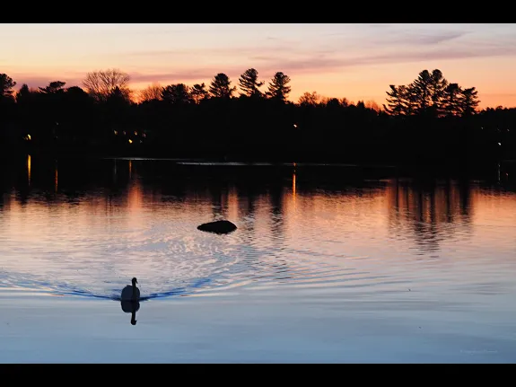 A mute swan on the Sudbury Reservoir in Southborough, photographed by Sandy Howard.