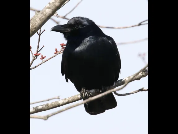 An American crow at Great Meadows National Wildlife Refuge in Concord.