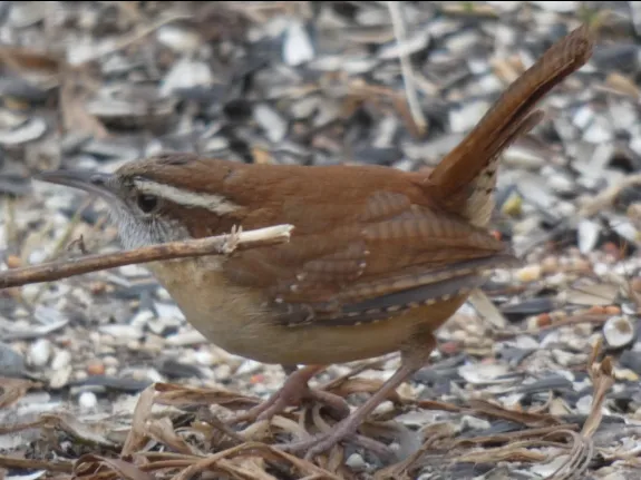 A Carolina wren in Sudbury, photographed by Sharon Tentarelli.