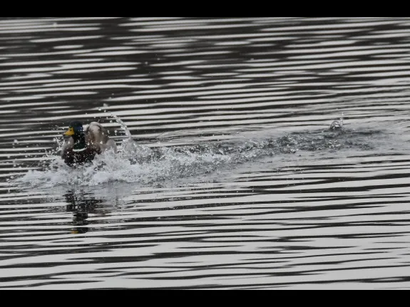 A mallard in Marlborough, photographed by Gail Sartori.