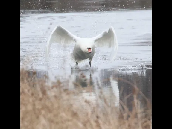 A mute swan on Hager Pond in Marlborough, photographed by Steve Forman.