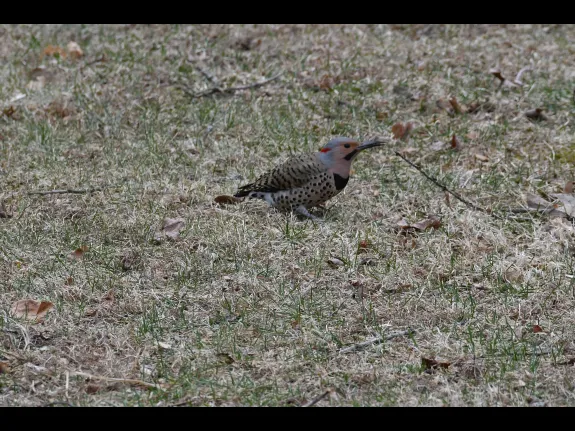 A northern flicker in Maynard, photographed by Gail Sartori.
