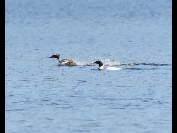 A pair of common mergansers at Bartlett Pond in Northborough, photographed by Steve Forman.