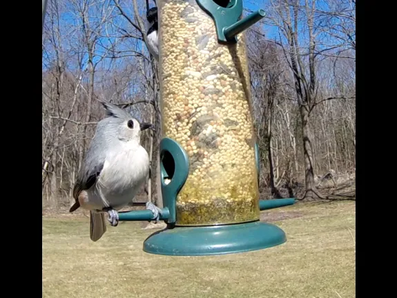 A tufted titmouse in Framingham, photographed by Steve Moro.