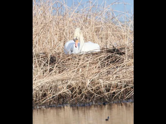 A mute swan at Bartlett Pond in Northborough, photographed by Steve Forman.