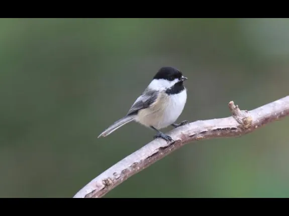A black-capped chickadee in Sudbury, photographed by Sue Feldberg.