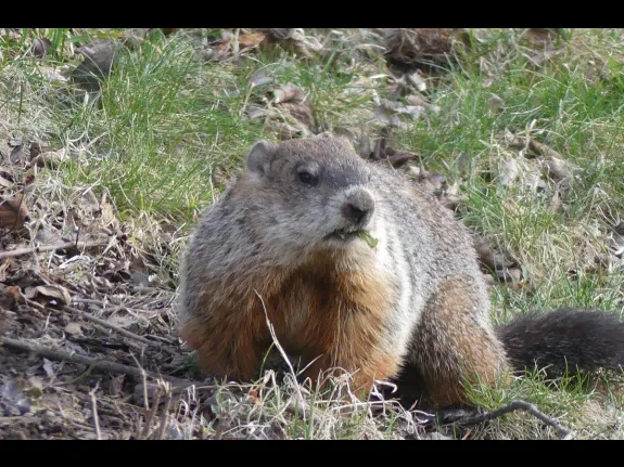 A woodchuck in Lincoln, photographed by Harold McAleer.
