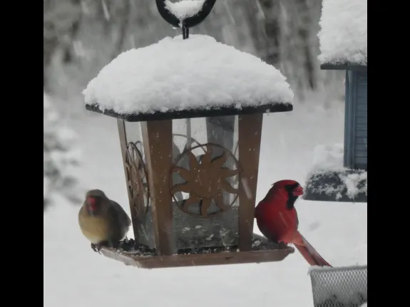 A pair of northern cardinals in Sudbury, photographed by Sharon Tentarelli.