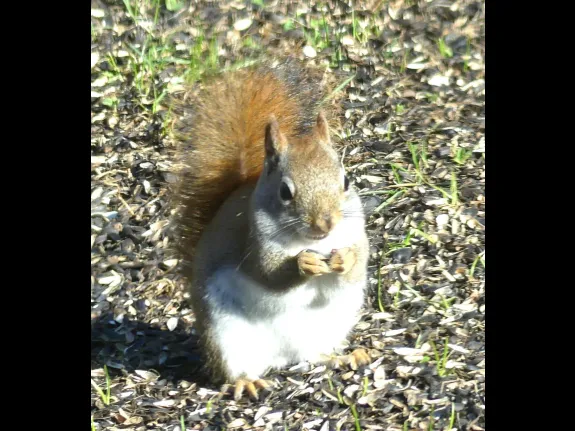 A red squirrel in Lincoln, photographed by Harold McAleer.