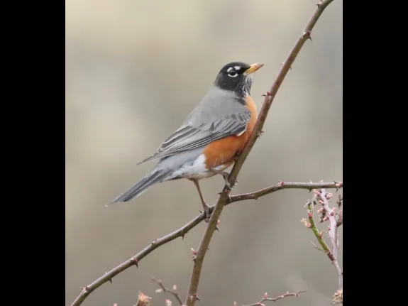 An American robin at Breakneck Hill Conservation Land in Southborough, photographed by Steve Forman.