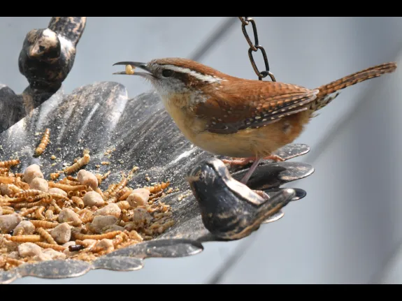 A Carolina wren in Maynard, photographed by Gail Sartori.