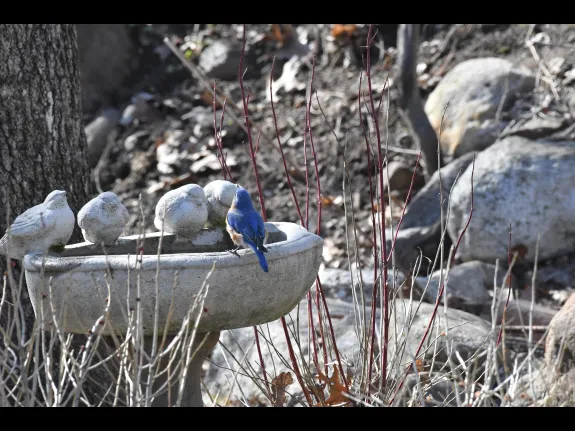 An eastern bluebird in Wayland, photographed by Gail Sartori.